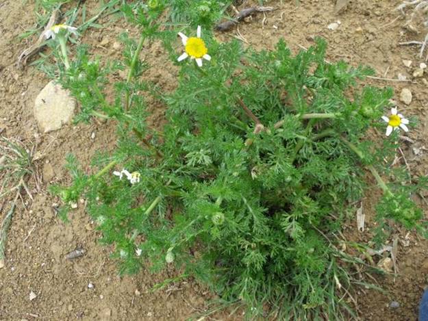Anacyclus clavatus / Camomilla clavata