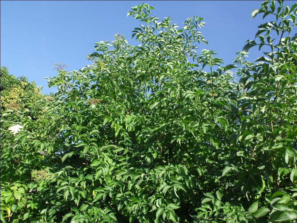 Sambucus nigra / Sambuco comune