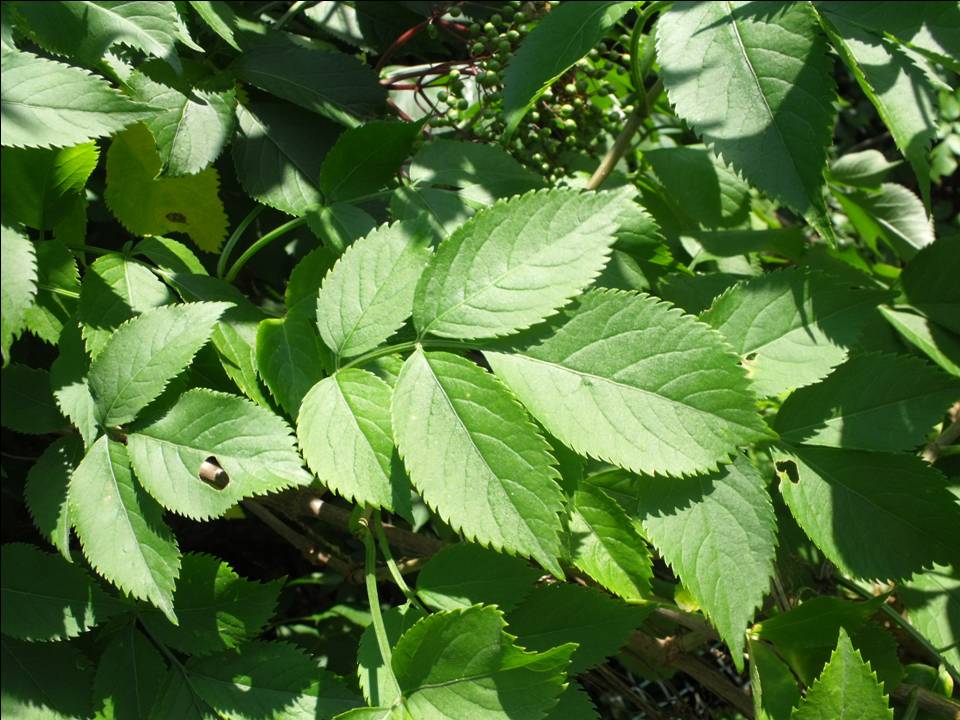 Sambucus nigra / Sambuco comune