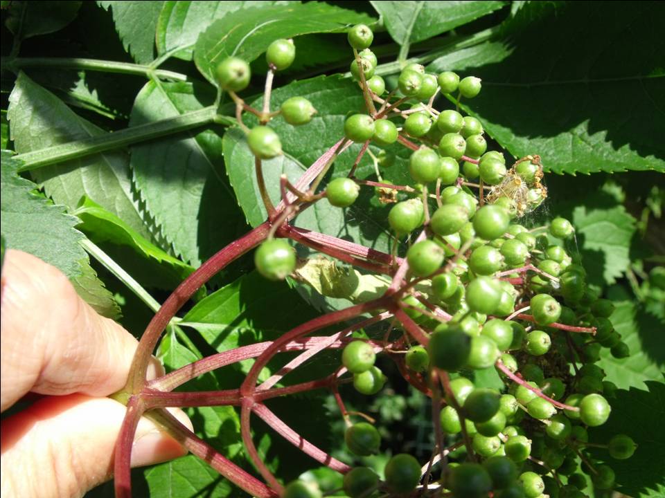 Sambucus nigra / Sambuco comune