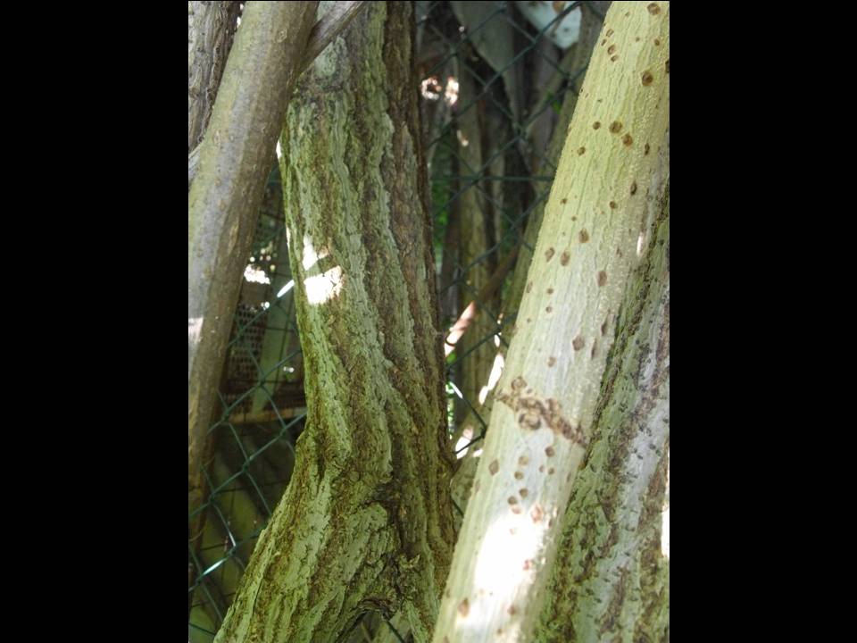 Sambucus nigra / Sambuco comune