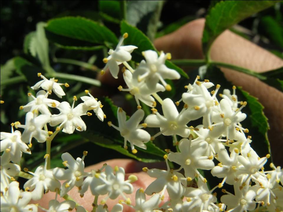 Sambucus nigra / Sambuco comune