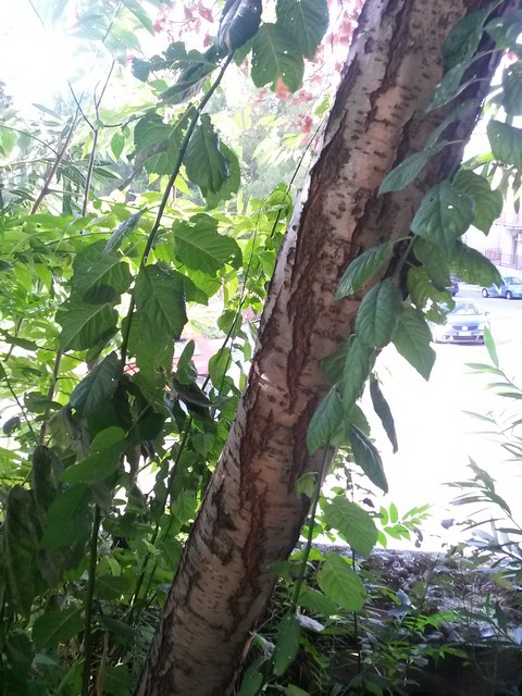 Prunus cerasifera