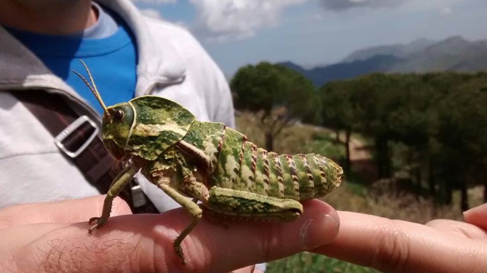 Pamphagus marmoratus  (Pamphagidae)