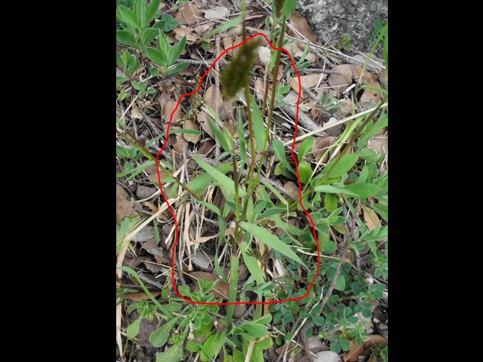 Anthoxanthum odoratum