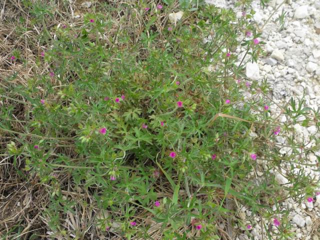 Geranium dissectum / Geranio sbrandellato