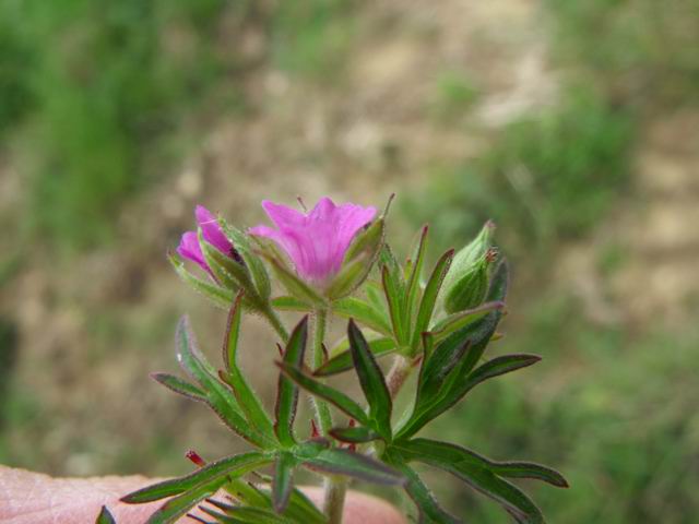 Geranium dissectum / Geranio sbrandellato