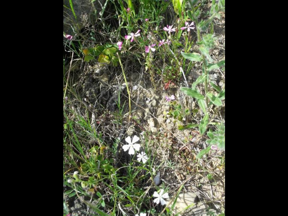 Silene colorata apocromatica