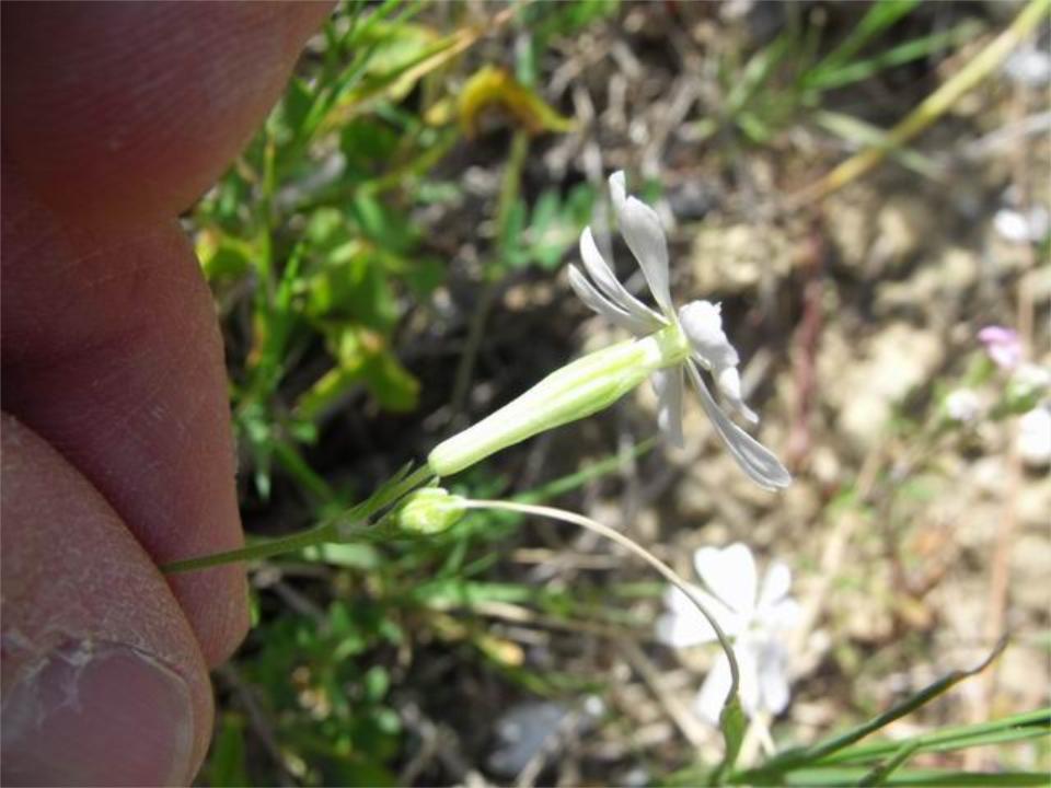 Silene colorata apocromatica