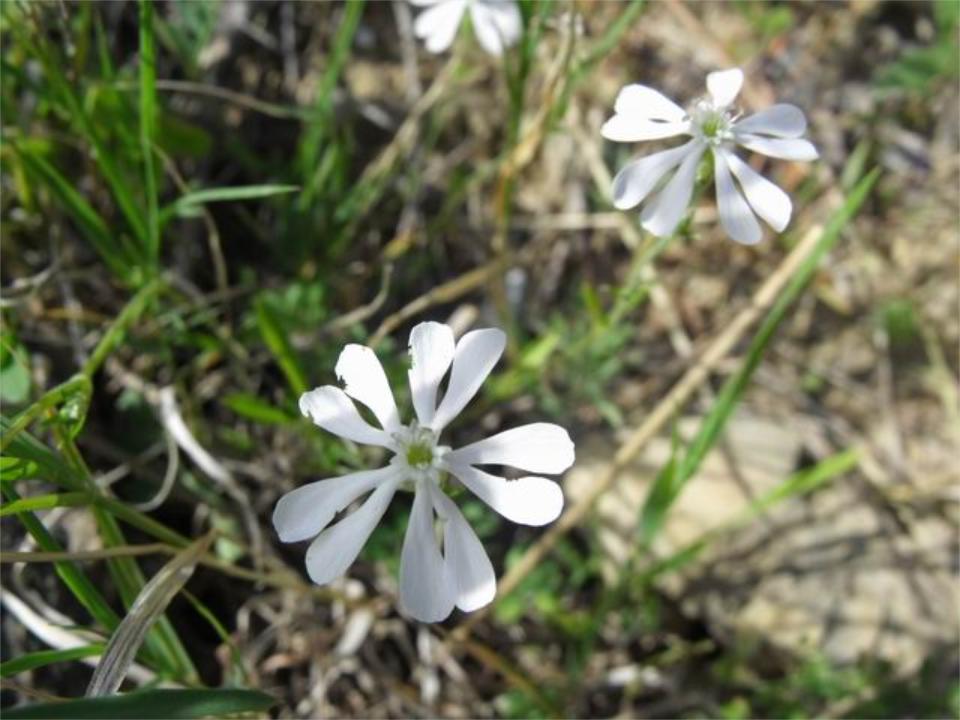 Silene colorata apocromatica