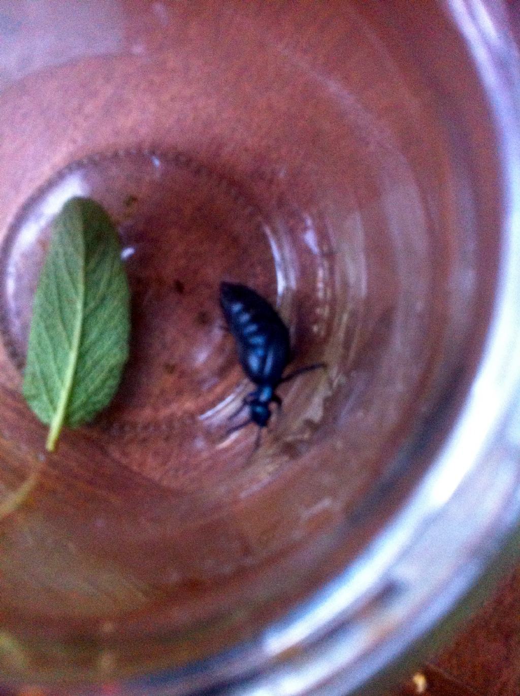 Meloidae: Meloe sp.
