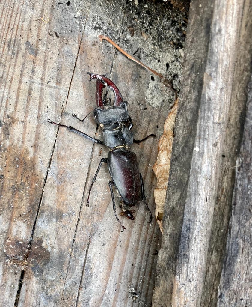 Magnifico Lucanus cervus (cervo volante)