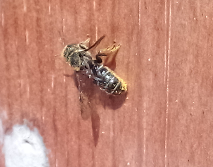 Osmia sp-Apidae e Ancistrocerus sp.-Vespidae in condominio