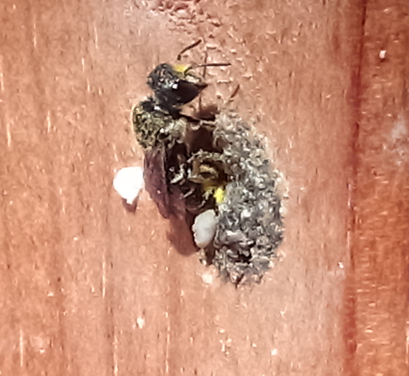 Osmia sp-Apidae e Ancistrocerus sp.-Vespidae in condominio