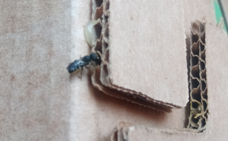 Osmia sp-Apidae e Ancistrocerus sp.-Vespidae in condominio