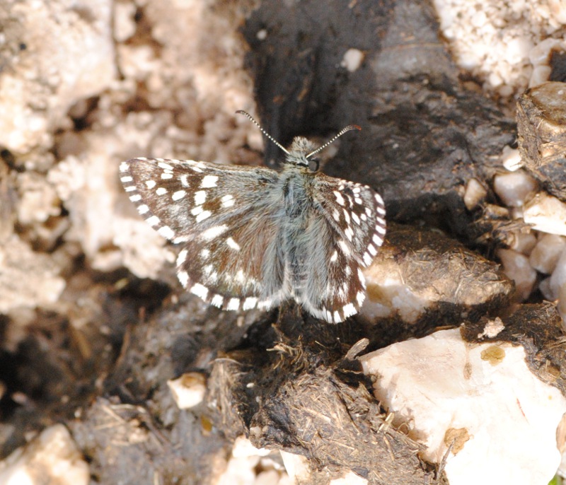 Id.-Hesperiidae 1-Pyrgus?