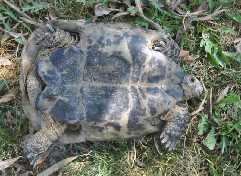 Testudo graeca