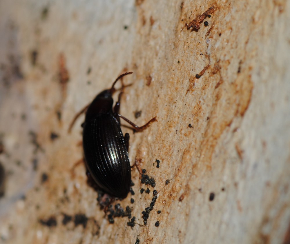 Nalassus sp?