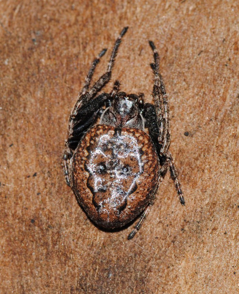 Nuctenea umbratica - Insugherata (RM)