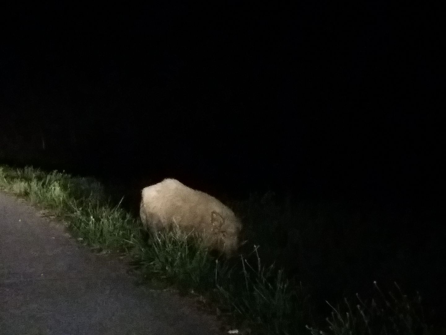 Cinghiale di colore chiaro