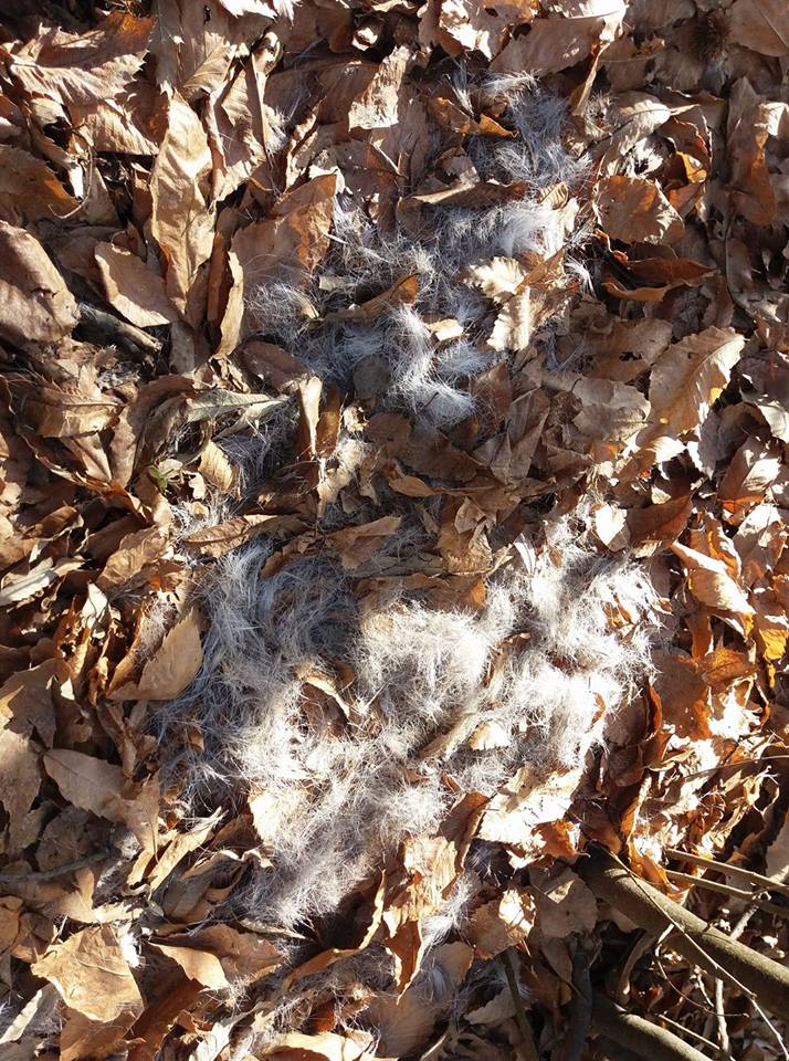 Giaciglio (?) di (?)