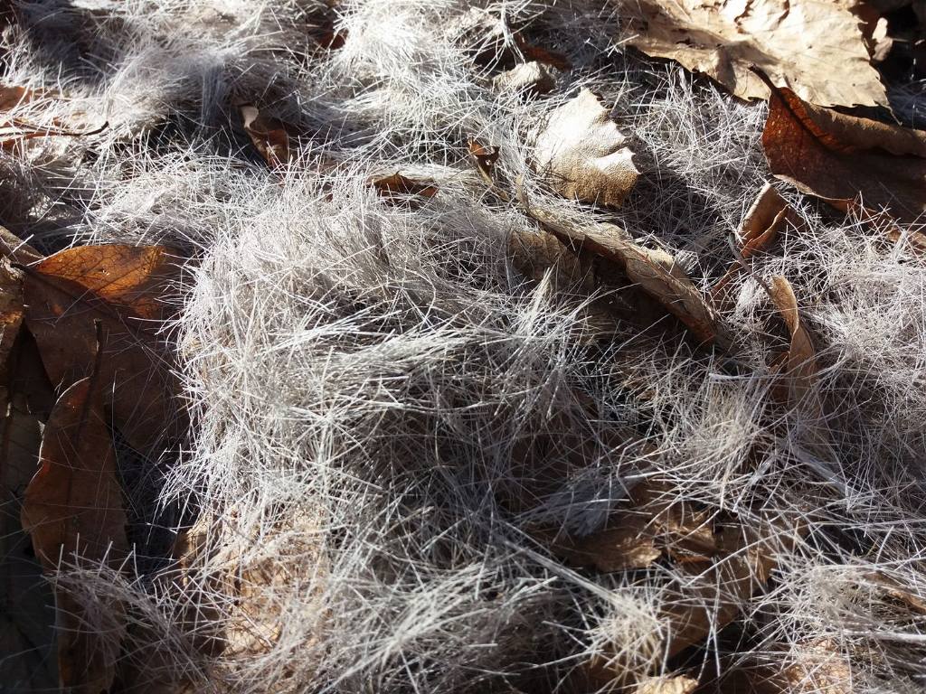 Giaciglio (?) di (?)