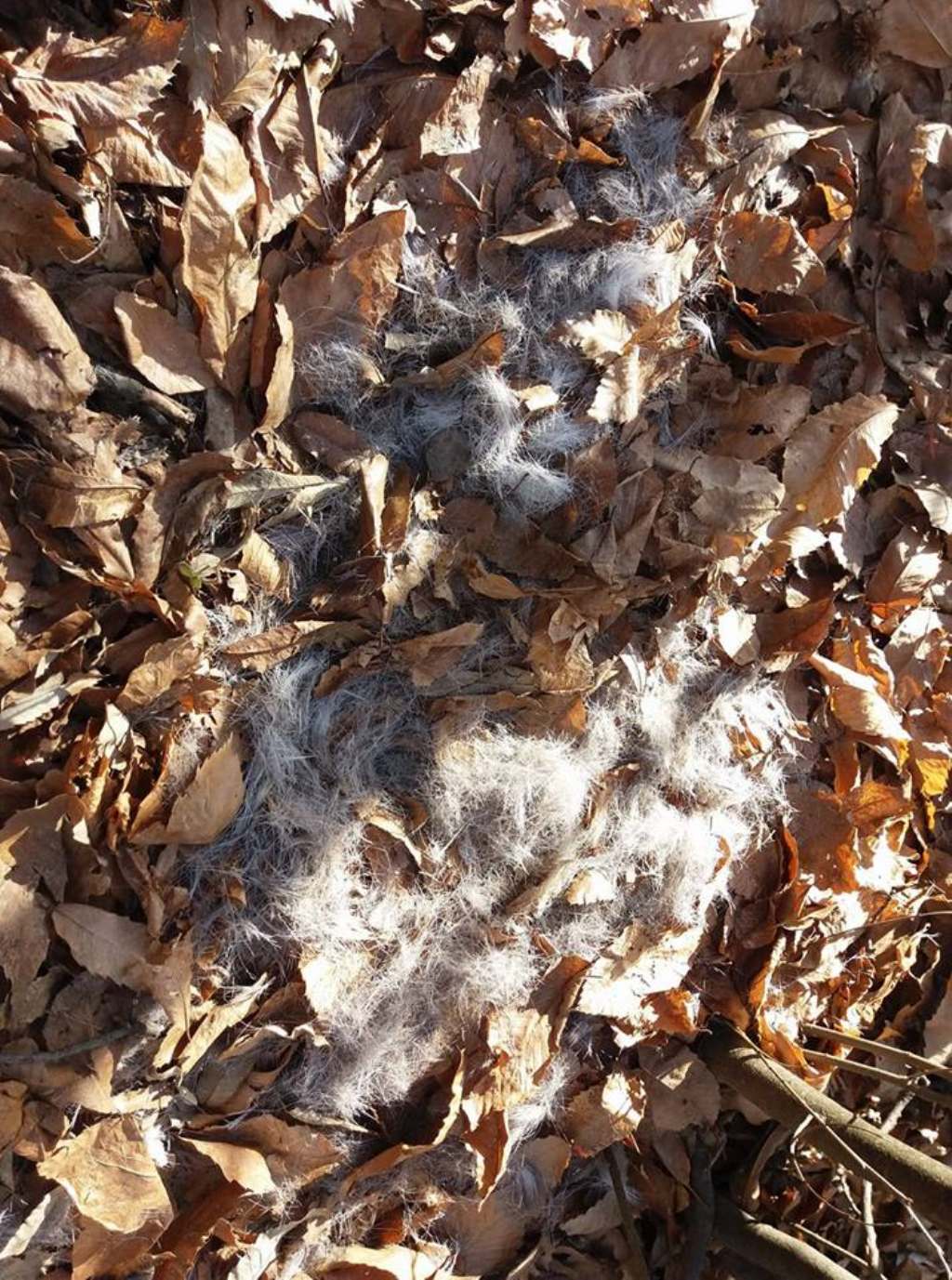 Giaciglio (?) di (?)