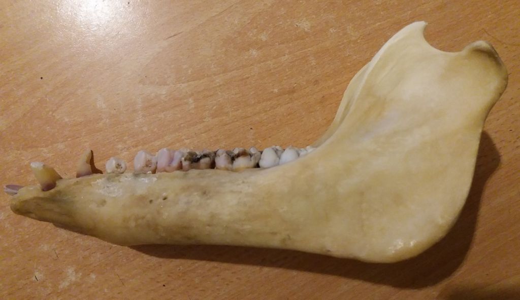 Mandibola di cinghiale? Dubbio su denti