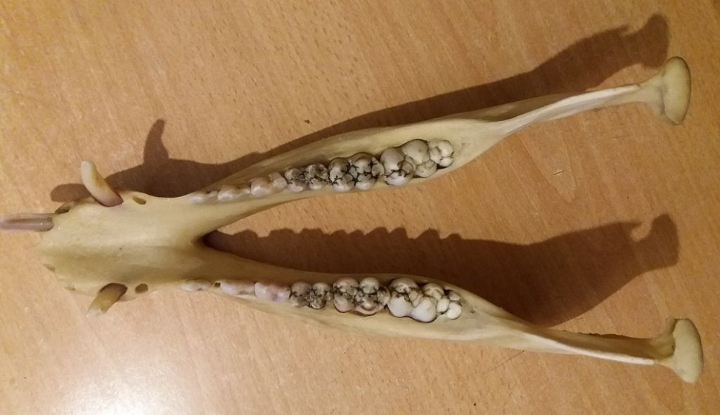 Mandibola di cinghiale? Dubbio su denti