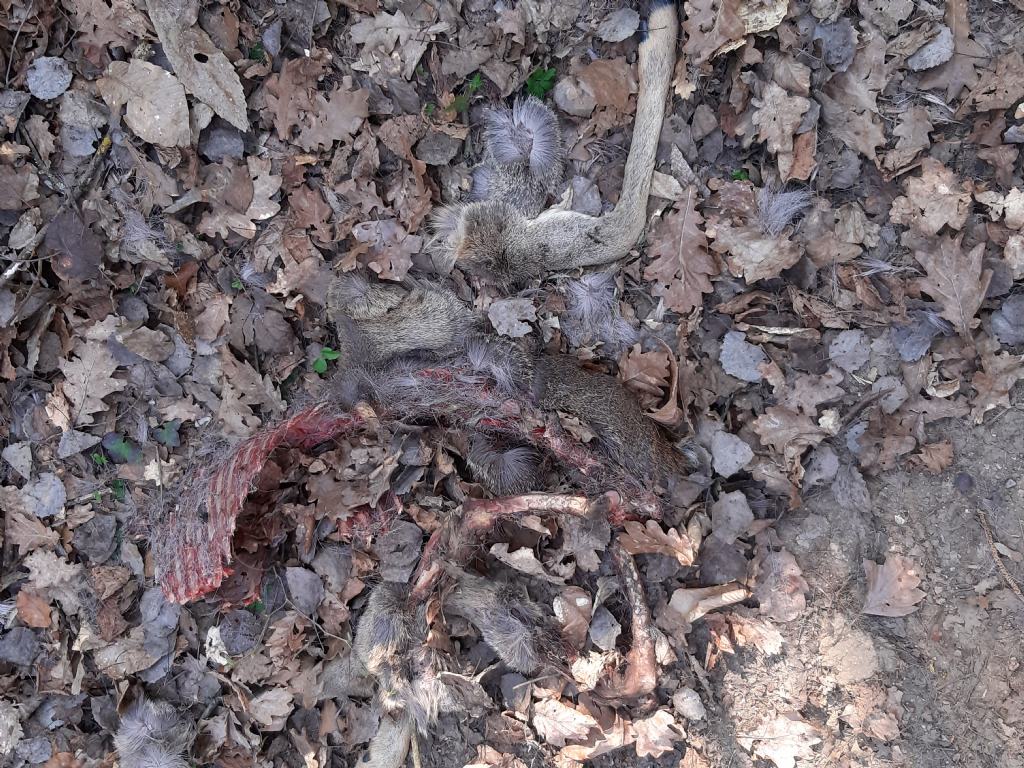 Capriolo sbranato dal lupo?