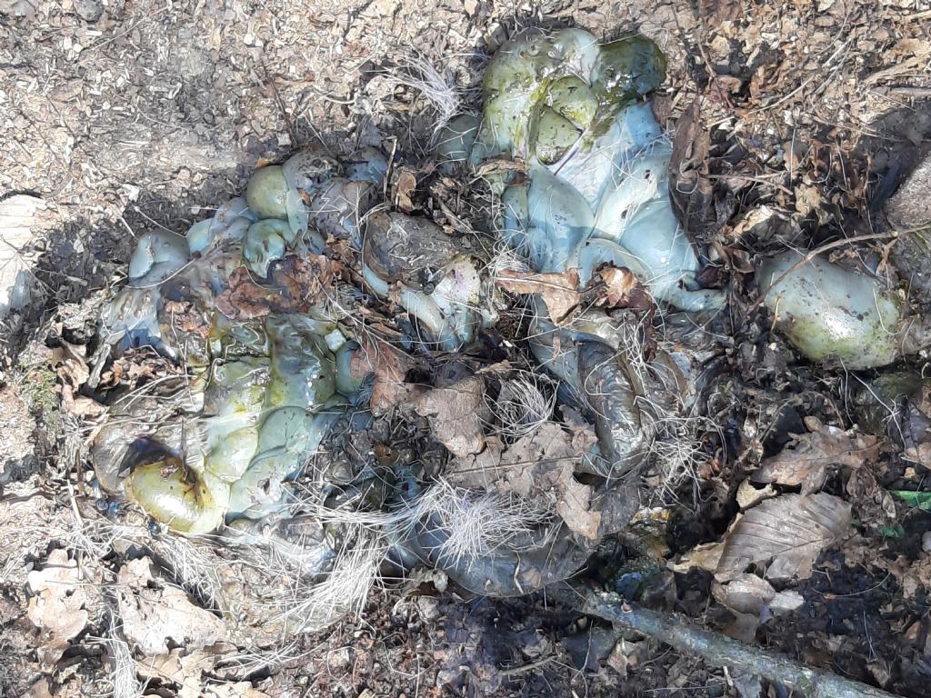 Capriolo sbranato dal lupo?