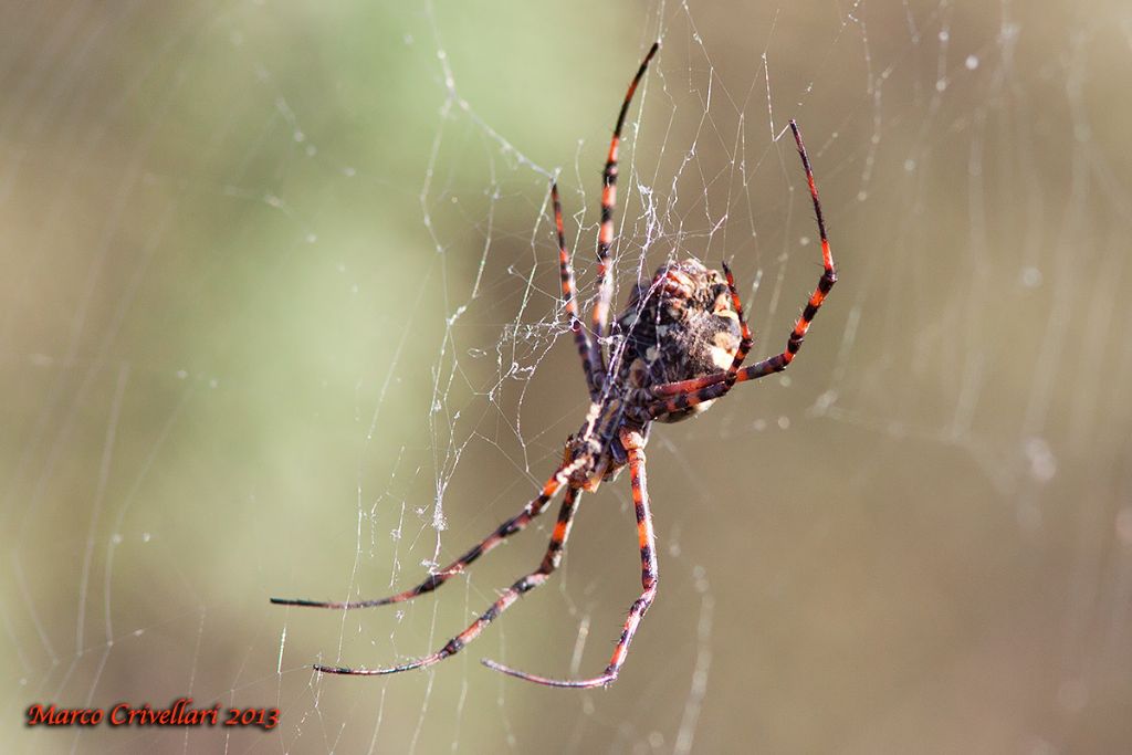 Argiope lobata - Linosa (AG)
