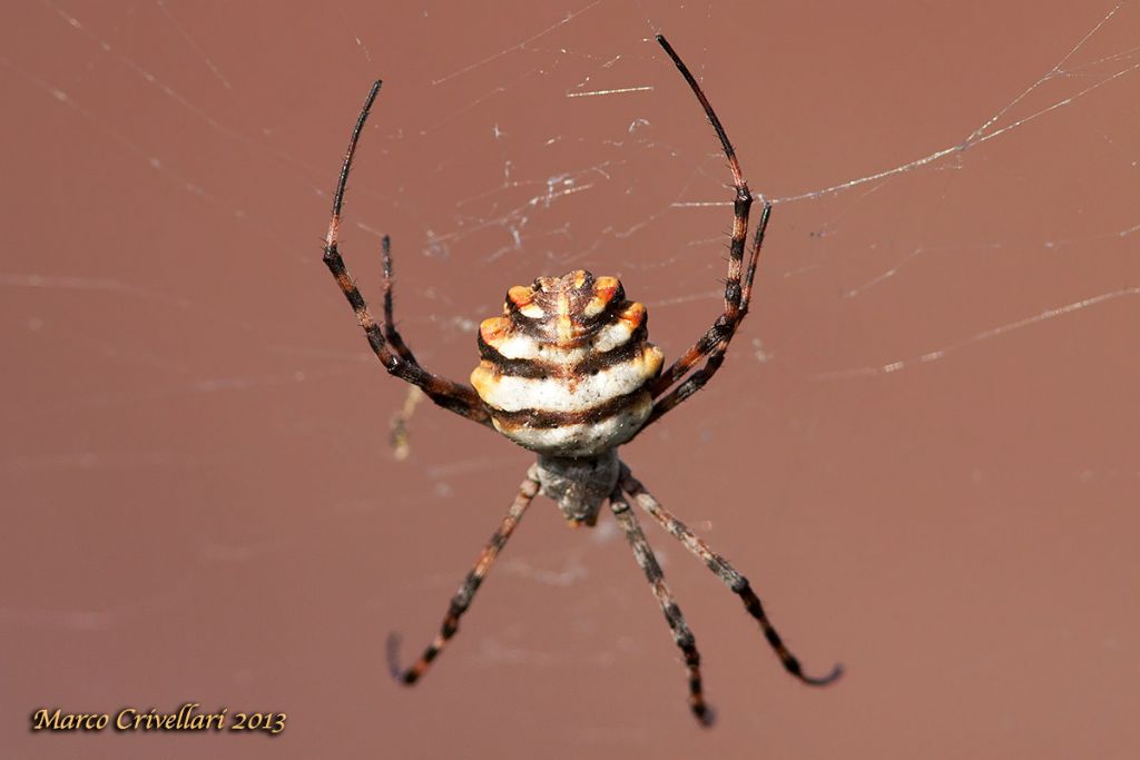 Argiope lobata - Linosa (AG)