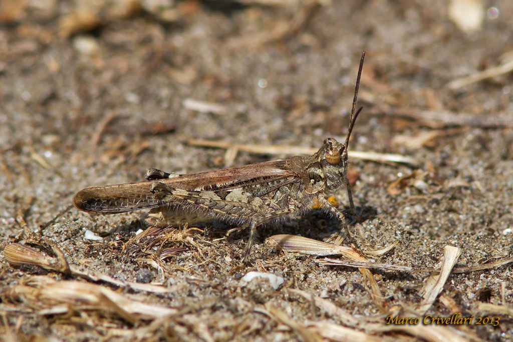 Mix 3 specie grilli.