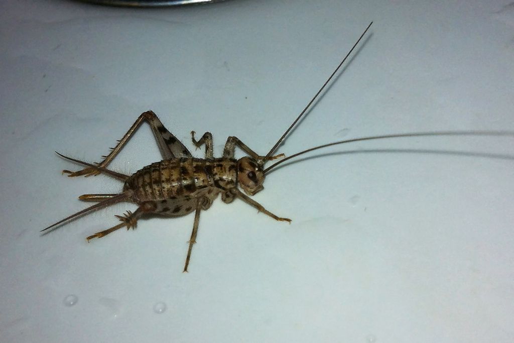 Mix 3 specie grilli.