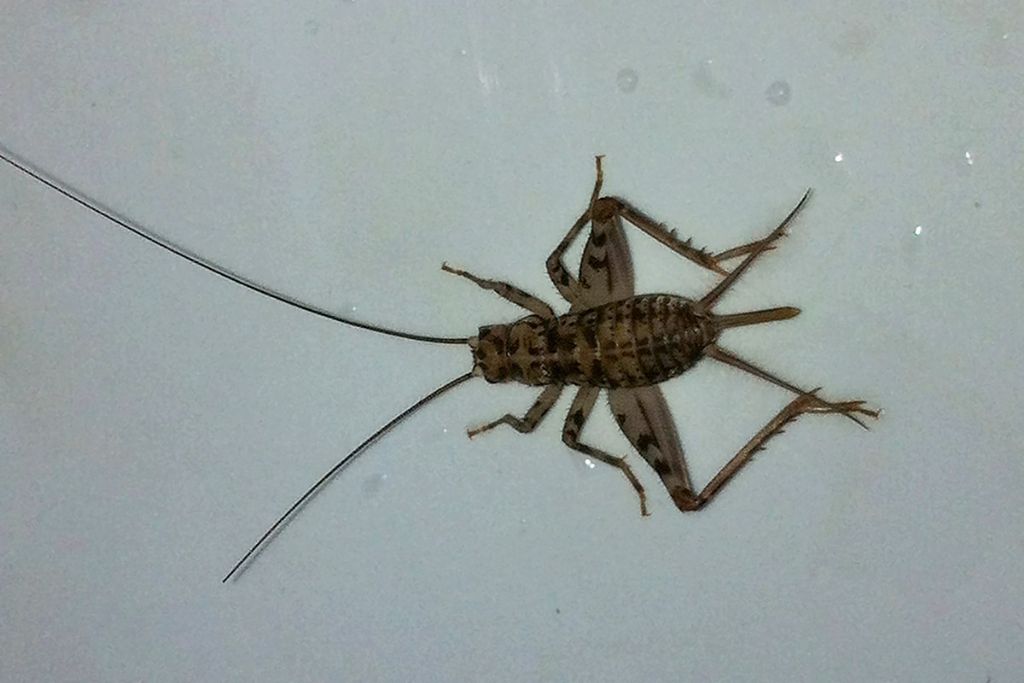 Mix 3 specie grilli.