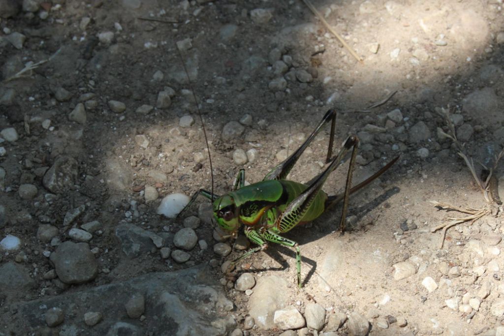 Mix 3 specie grilli.