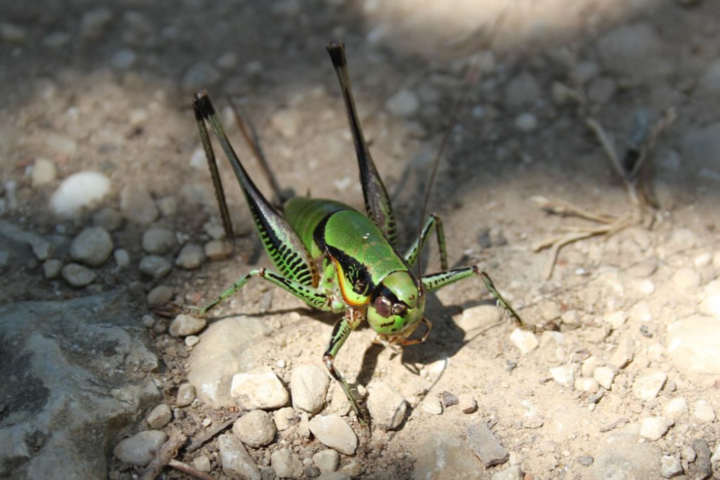 Mix 3 specie grilli.