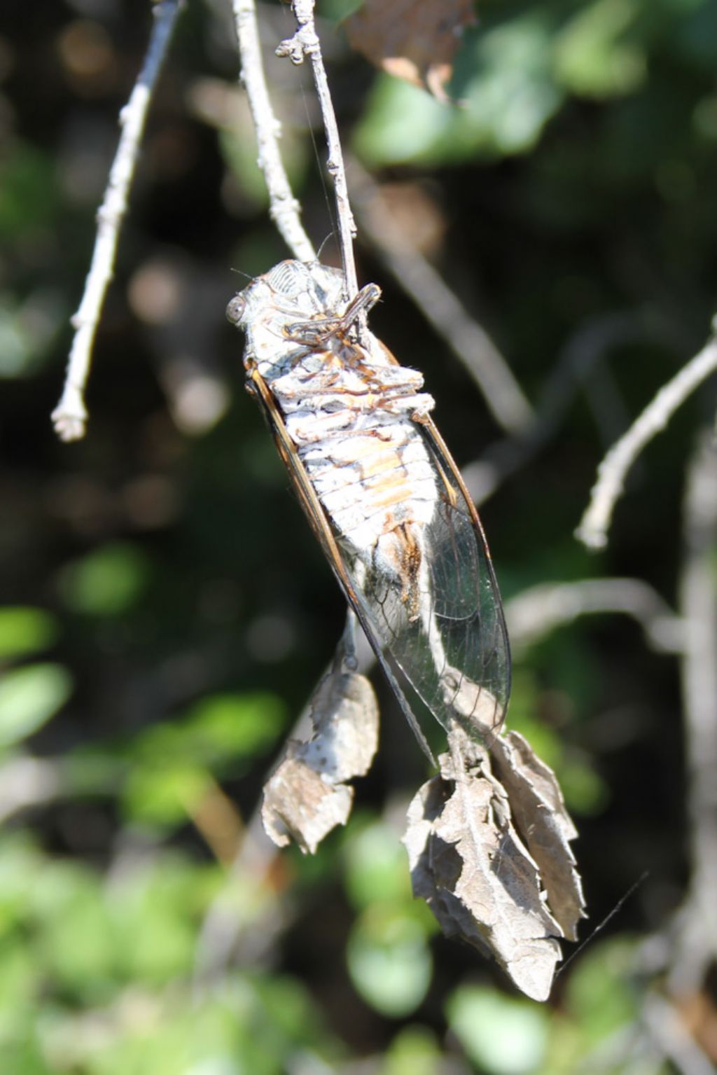 Cicadidae: Lyristes plebejus della Croazia