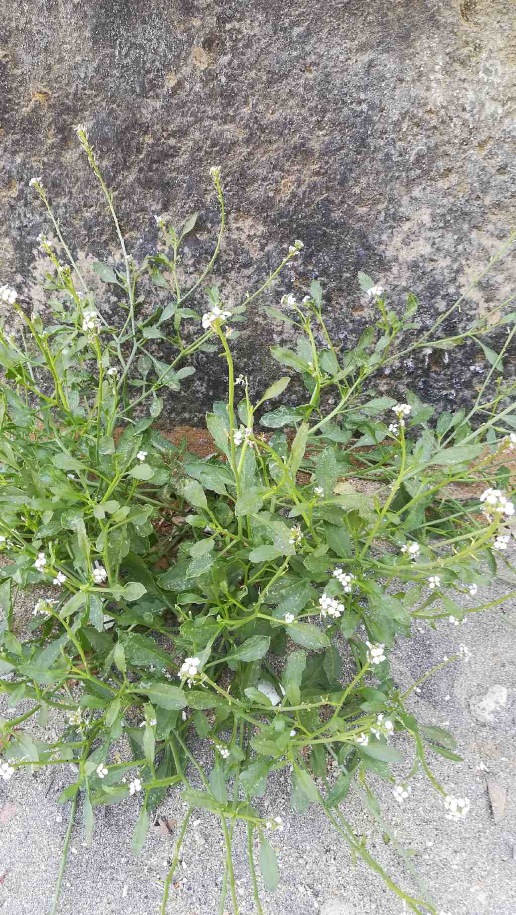 Brassicacea spiaggia: Cakile maritima