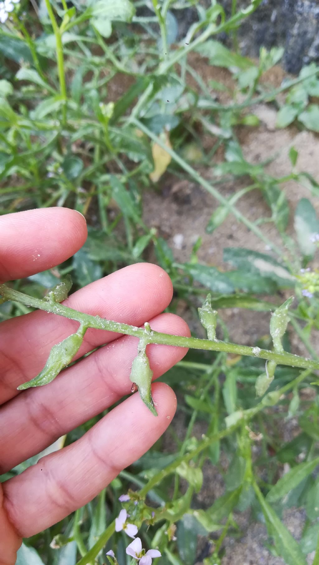 Brassicacea spiaggia: Cakile maritima