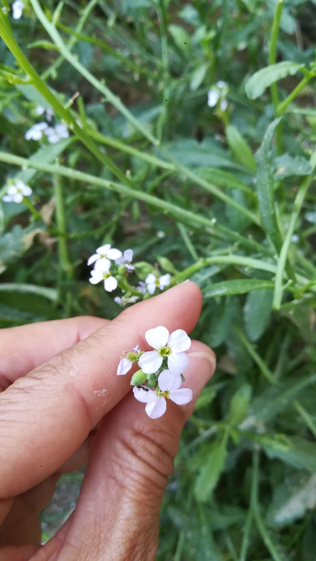 Brassicacea spiaggia: Cakile maritima