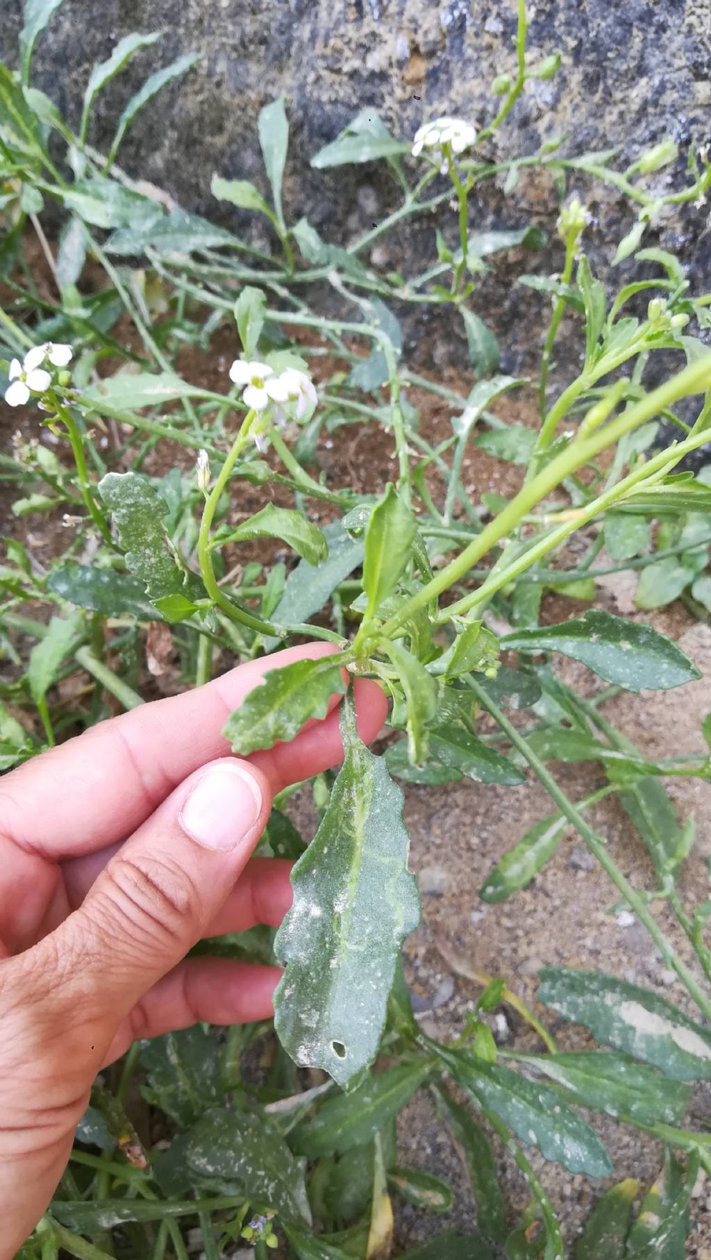 Brassicacea spiaggia: Cakile maritima