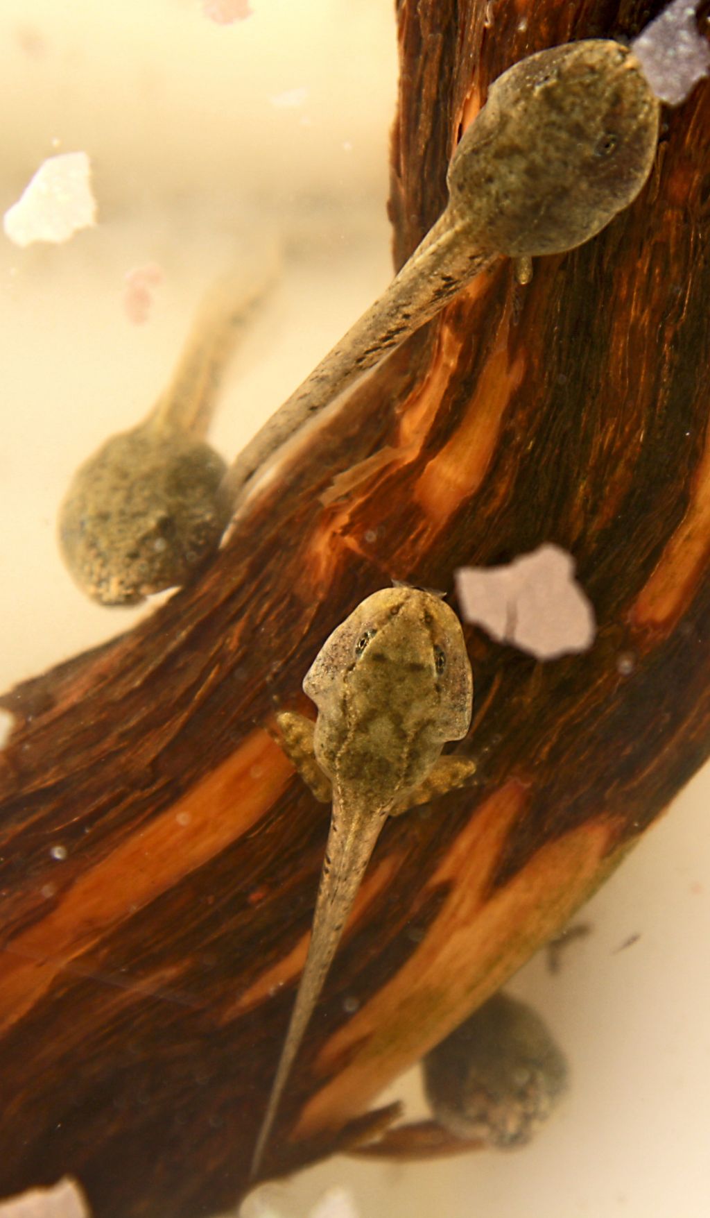 identificazione specie girini - Rana dalmatina