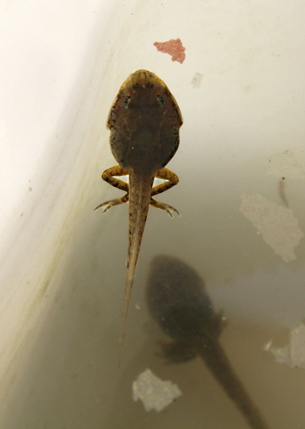 identificazione specie girini - Rana dalmatina