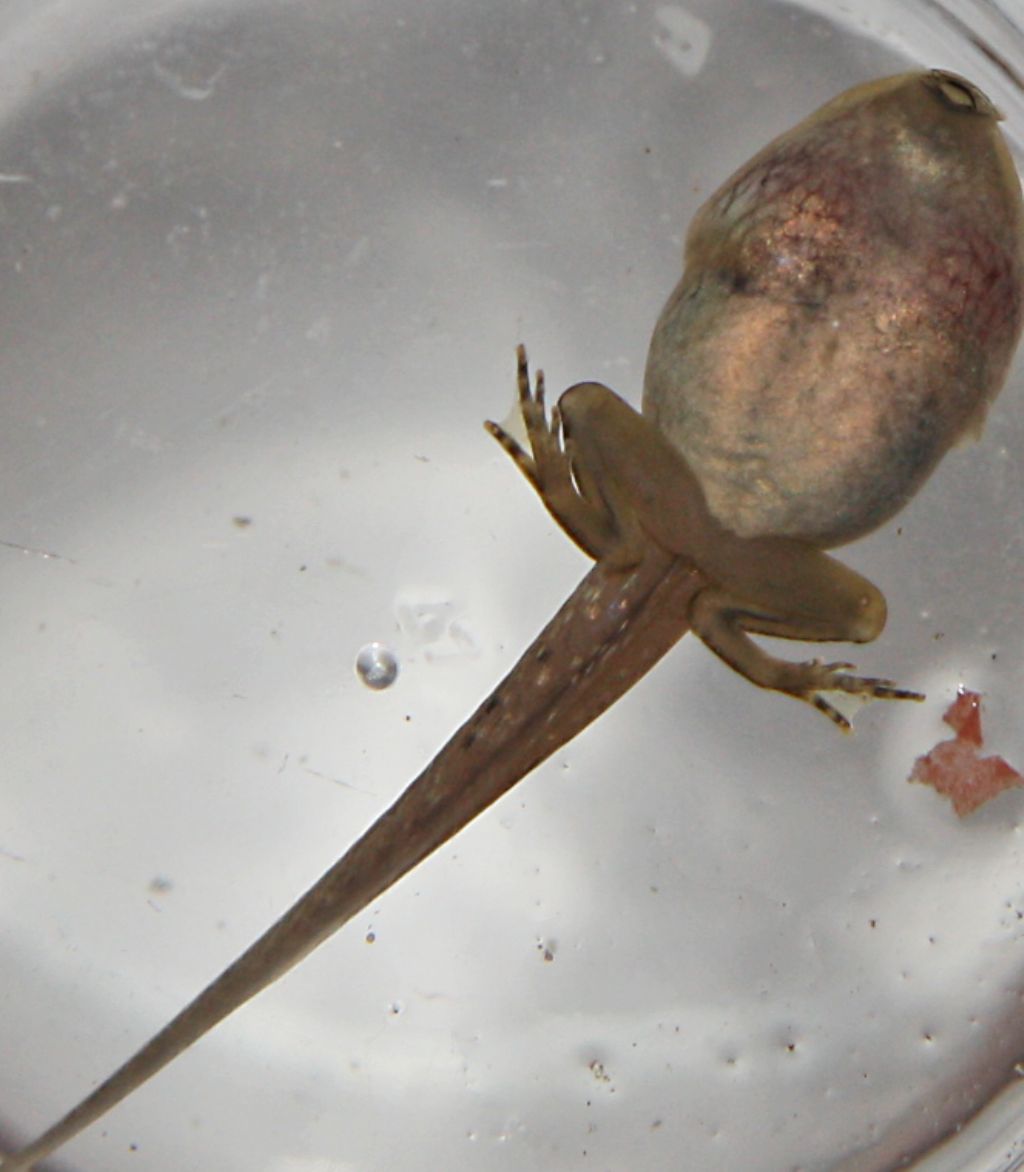identificazione specie girini - Rana dalmatina