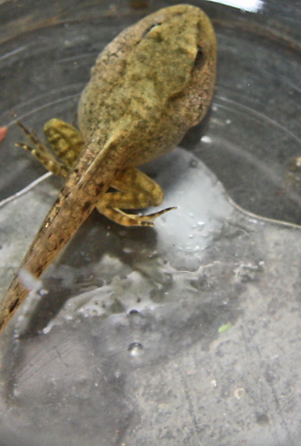 identificazione specie girini - Rana dalmatina