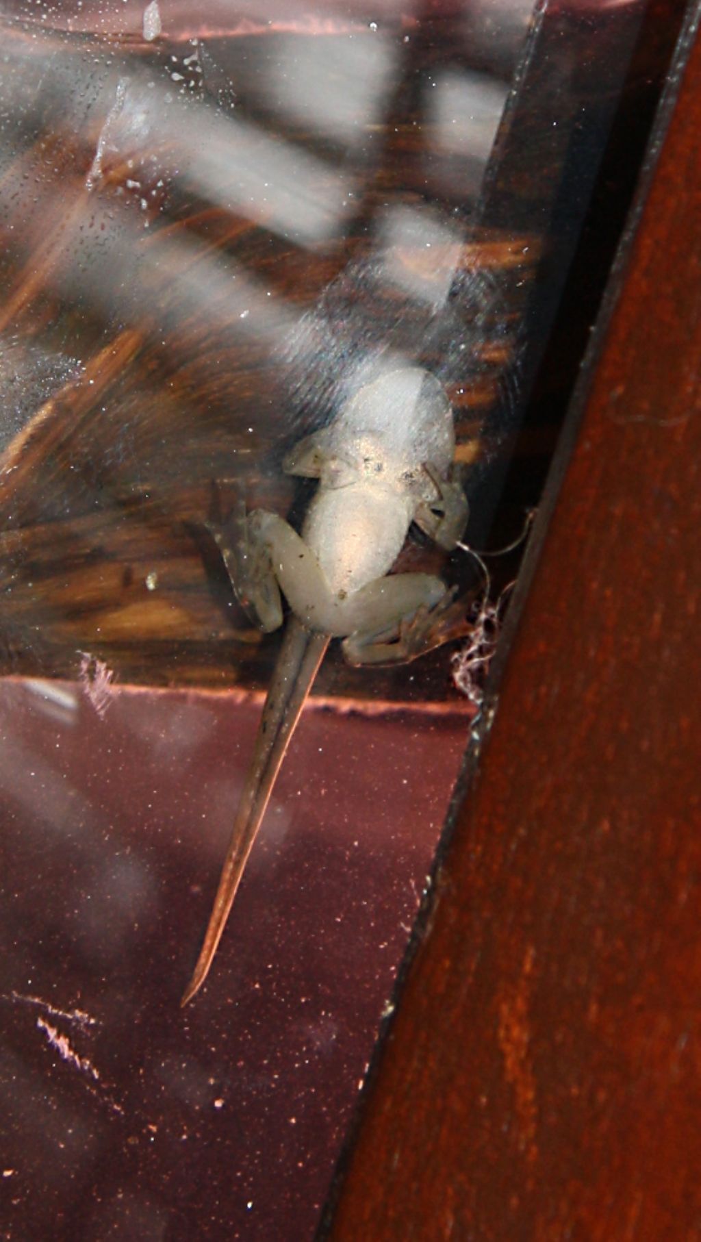 identificazione specie girini - Rana dalmatina
