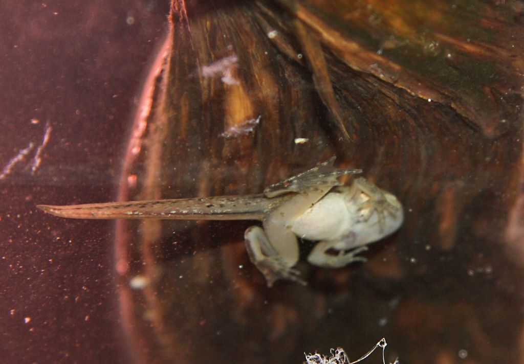 identificazione specie girini - Rana dalmatina
