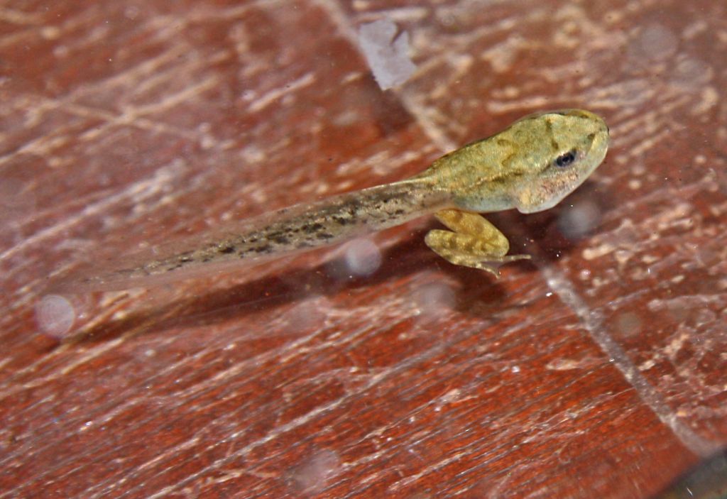 identificazione specie girini - Rana dalmatina